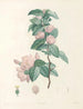 La botanique de J. J. Rousseau Pl 40 - Pierre-Joseph Redouté — näkymä teoksesta
