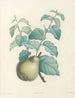 La botanique de J. J. Rousseau Pl 41 - Pierre-Joseph Redouté — näkymä teoksesta