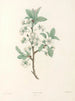 La botanique de J. J. Rousseau Pl 43 - Pierre-Joseph Redouté — näkymä teoksesta