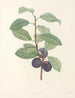 La botanique de J. J. Rousseau Pl 44 - Pierre-Joseph Redouté — näkymä teoksesta