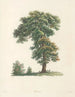 La botanique de J. J. Rousseau Pl 48 - Pierre-Joseph Redouté — näkymä teoksesta