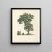 La botanique de J. J. Rousseau Pl 48 - Pierre-Joseph Redouté — kehystetty taideteos seinällä