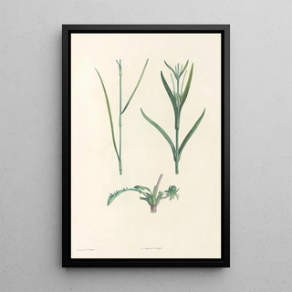 Pierre Joseph Redout - La botanique de J J Rousseau Pl 49.webp