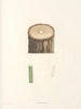 La botanique de J. J. Rousseau Pl 50 - Pierre-Joseph Redouté — näkymä teoksesta