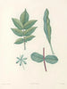 La botanique de J. J. Rousseau Pl 51 - Pierre-Joseph Redouté — näkymä teoksesta