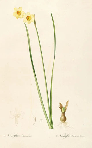 Pierre Joseph Redout - Les liliacees Pl07.webp