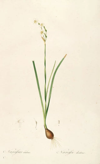 Pierre Joseph Redout - Les liliacees Pl09.webp