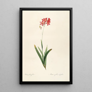 Pierre Joseph Redout - Les liliacees Pl12.webp