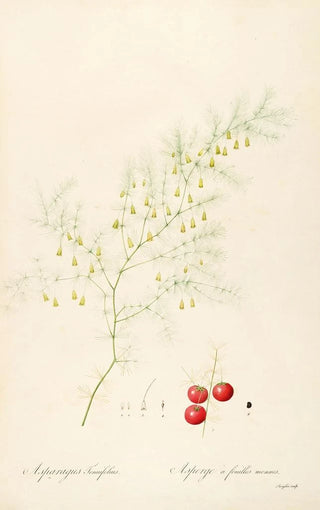 Pierre Joseph Redout - Les liliacees Pl14.webp