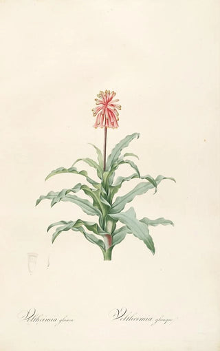 Pierre Joseph Redout - Les liliacees Pl20.webp