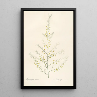 Pierre Joseph Redout - Les liliacees Pl25.webp