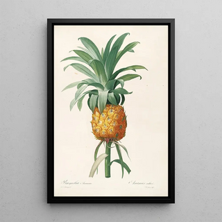 Pierre Joseph Redout - Les liliacees Pl35.webp