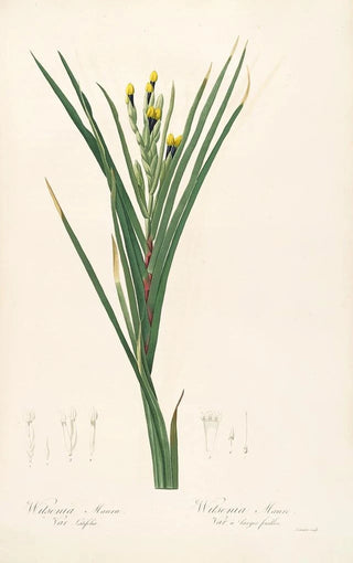 Pierre Joseph Redout - Les liliacees Pl42.webp