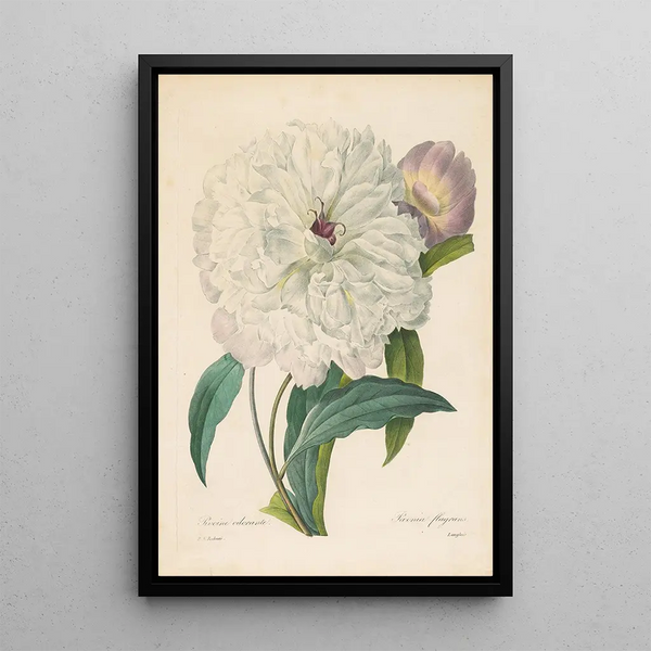 Pivoine flamboyante - Pierre Joseph Redouté — kehystetty taideteos seinällä