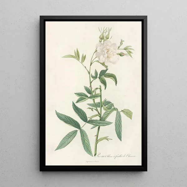 Rosa Alba Cimbaefolia - Pierre Joseph Redouté — kehystetty taideteos seinällä