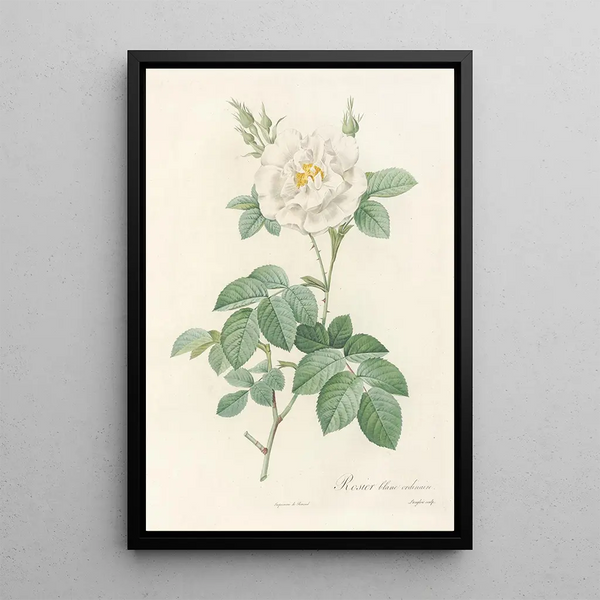 Rosa Alba Flore Pleno - Pierre Joseph Redouté — kehystetty taideteos seinällä