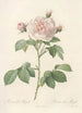 Rosa Alba Regalis - Pierre Joseph Redouté — näkymä teoksesta