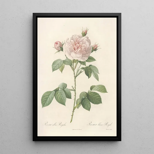 Rosa Alba Regalis - Pierre Joseph Redouté — kehystetty taideteos seinällä