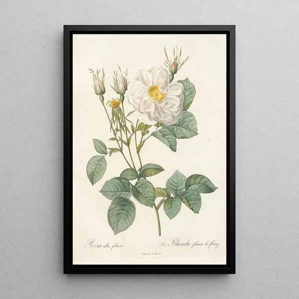 Rosa Alba foliacea - Pierre Joseph Redouté — kehystetty taideteos seinällä