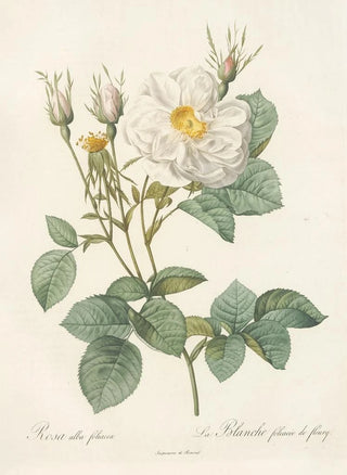 Pierre Joseph Redout - Rosa Alba foliacea.webp