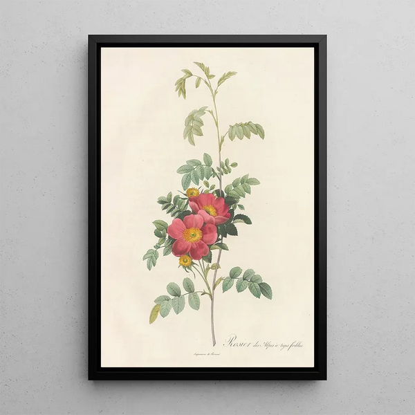 Rosa Alpina Debilis - Pierre Joseph Redouté — kehystetty taideteos seinällä