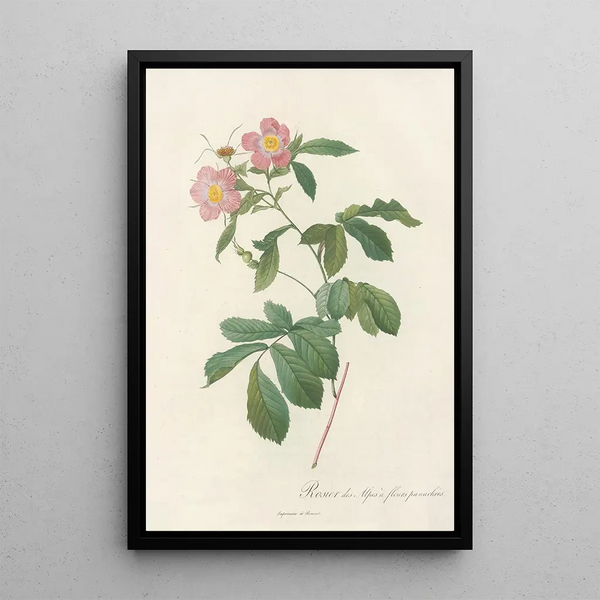 Rosa Alpina Flore Variegato - Pierre Joseph Redouté — kehystetty taideteos seinällä