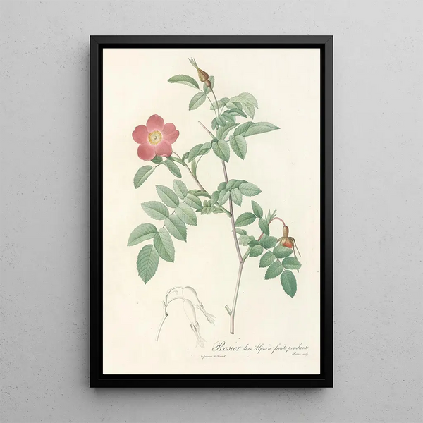 Rosa Alpina Pendulina - Pierre Joseph Redouté — kehystetty taideteos seinällä