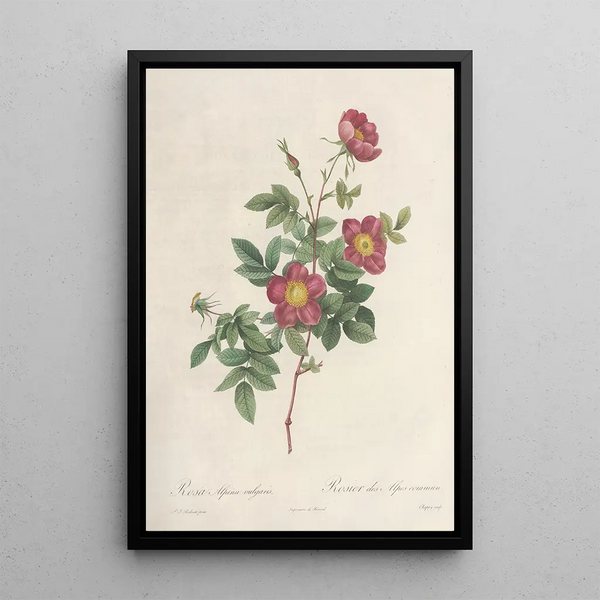 Rosa Alpina Vulgaris - Pierre Joseph Redouté — kehystetty taideteos seinällä