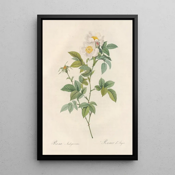 Rosa Andegavensis - Pierre Joseph Redouté — kehystetty taideteos seinällä