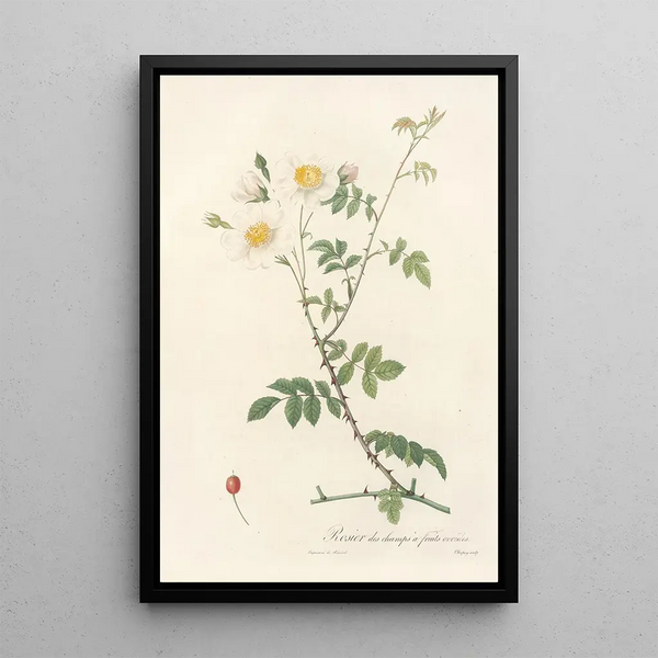 Rosa Arvensis Ovata - Pierre Joseph Redouté — kehystetty taideteos seinällä