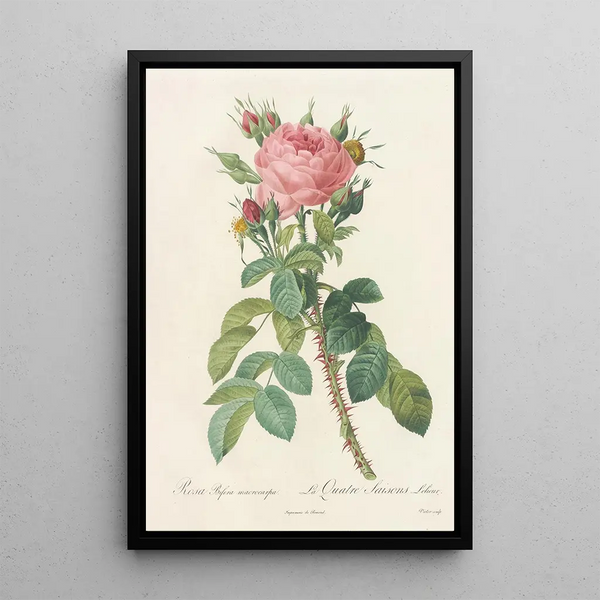 Rosa Bifera Macrocarpa - Pierre Joseph Redouté — kehystetty taideteos seinällä