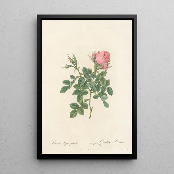 Rosa Bifera Pumila - Pierre Joseph Redouté — kehystetty taideteos seinällä