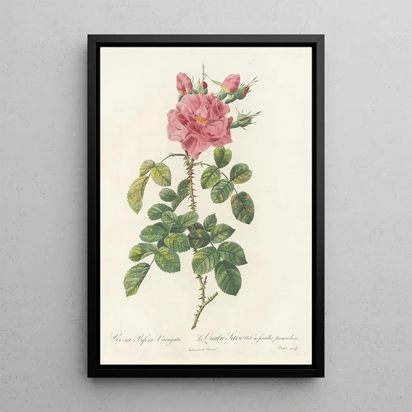 Rosa Bifera Variegata - Pierre Joseph Redouté — kehystetty taideteos seinällä