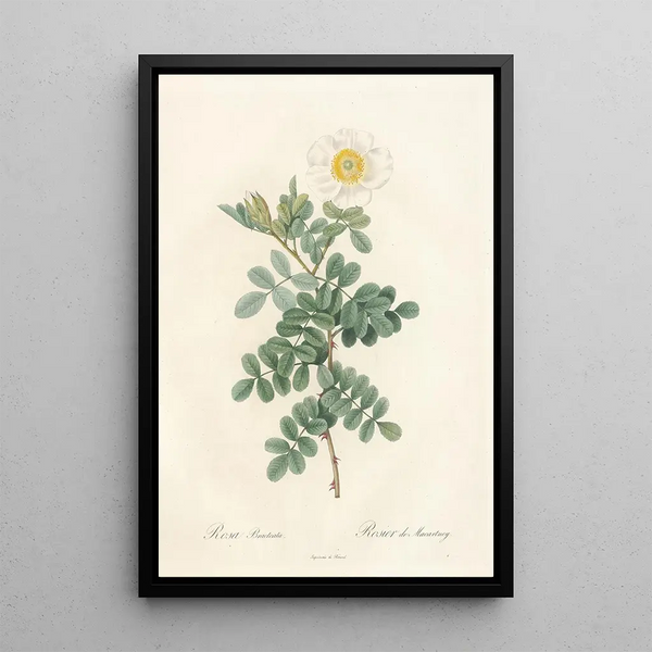 Rosa Bracteata - Pierre Joseph Redouté — kehystetty taideteos seinällä