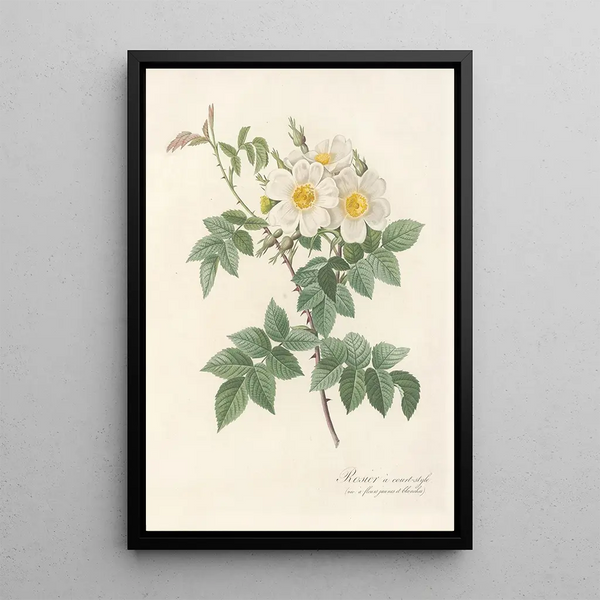 Rosa Brevistyla Leucochroa - Pierre Joseph Redouté — kehystetty taideteos seinällä