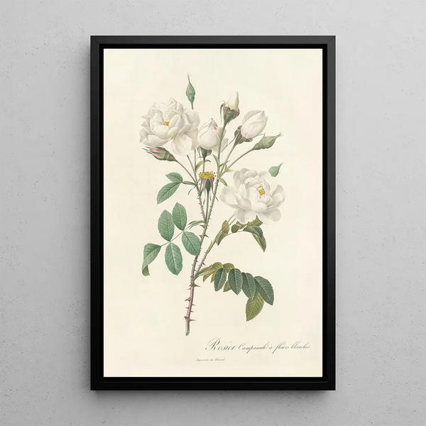Rosa Campanulata Alba - Pierre Joseph Redouté — kehystetty taideteos seinällä