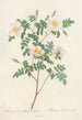 Rosa Candolleana Elegans - Pierre Joseph Redouté — näkymä teoksesta