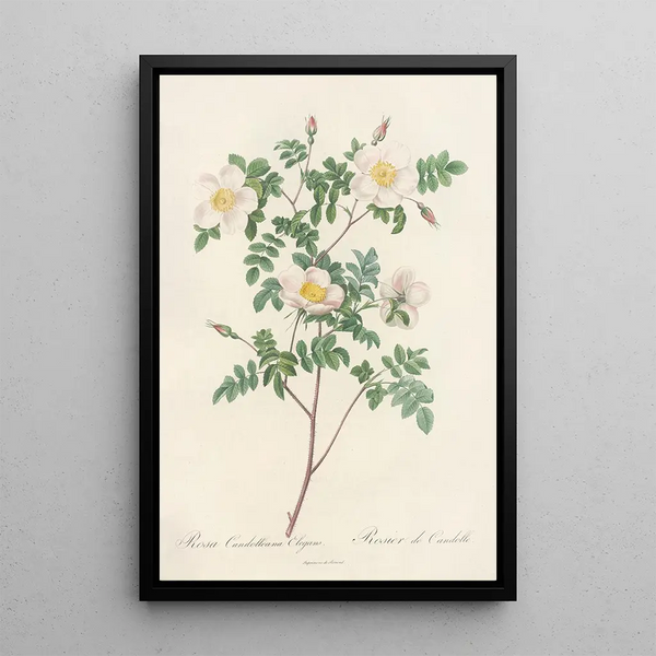 Rosa Candolleana Elegans - Pierre Joseph Redouté — kehystetty taideteos seinällä