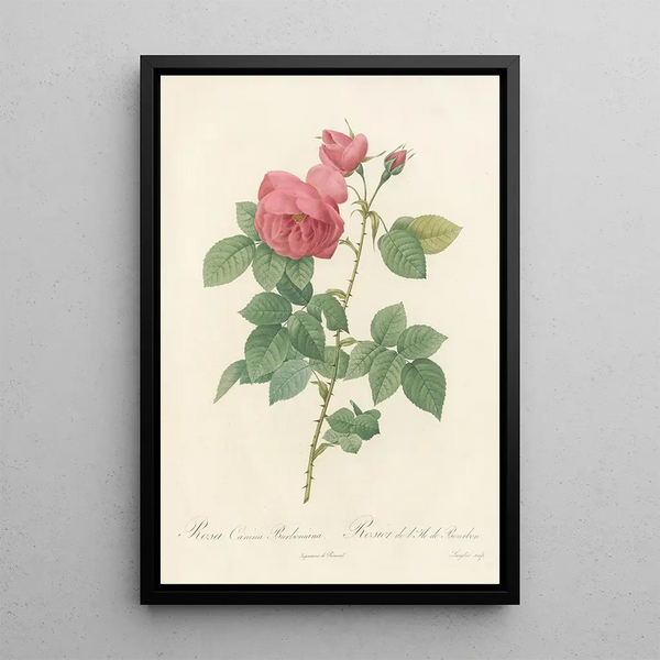 Rosa Canina Burboniana - Pierre Joseph Redouté — kehystetty taideteos seinällä
