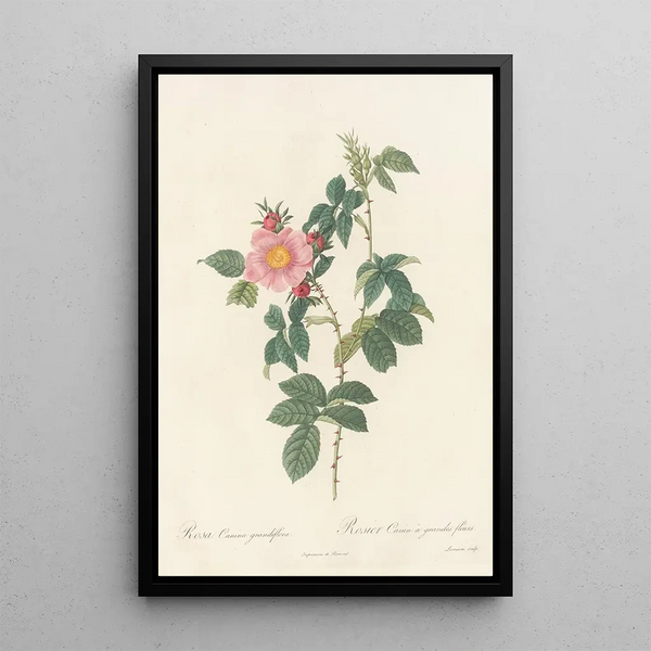 Rosa Canina Grandiflora - Pierre Joseph Redouté — kehystetty taideteos seinällä