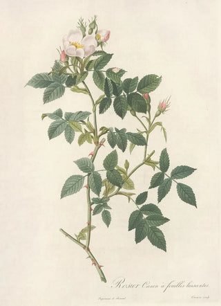 Pierre Joseph Redout - Rosa Canina Nitens.webp