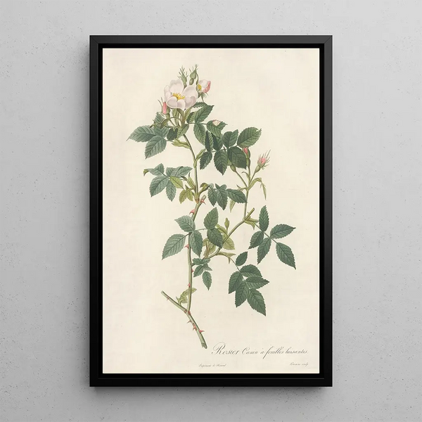 Rosa Canina Nitens - Pierre Joseph Redouté — kehystetty taideteos seinällä