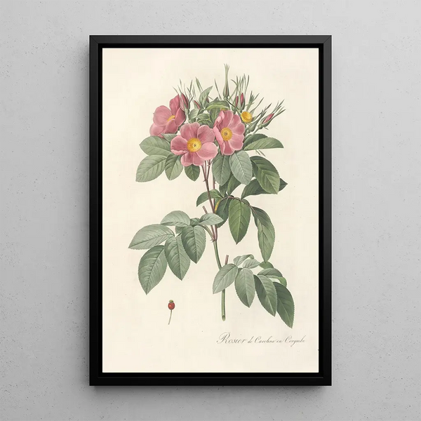 Rosa Carolina Corymbosa - Pierre Joseph Redouté — kehystetty taideteos seinällä