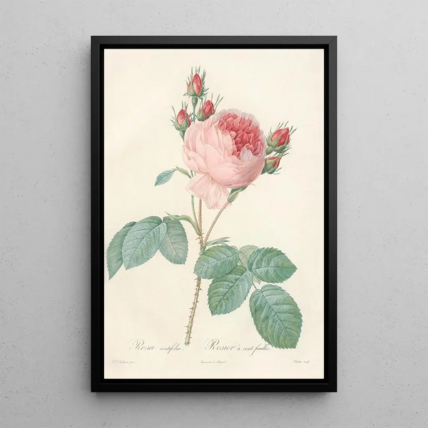 Rosa Centifolia - Pierre Joseph Redouté — kehystetty taideteos seinällä