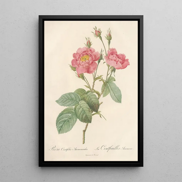Rosa Centifolia Anemonoides - Pierre Joseph Redouté — kehystetty taideteos seinällä
