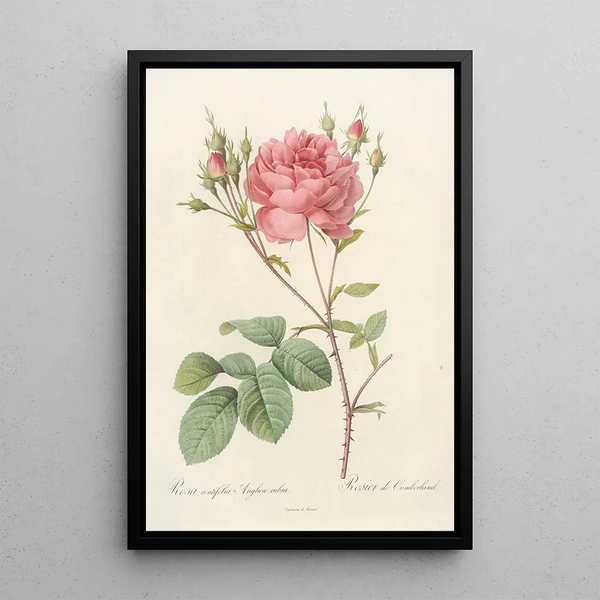 Rosa Centifolia Anglica Rubra - Pierre Joseph Redouté — kehystetty taideteos seinällä