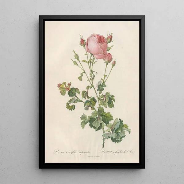 Rosa Centifolia Bipinnata - Pierre Joseph Redouté — kehystetty taideteos seinällä