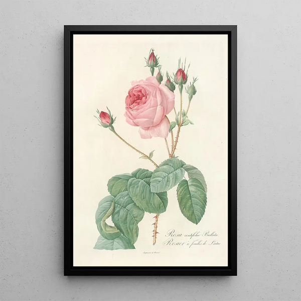 Rosa Centifolia Bullata - Pierre Joseph Redouté — kehystetty taideteos seinällä