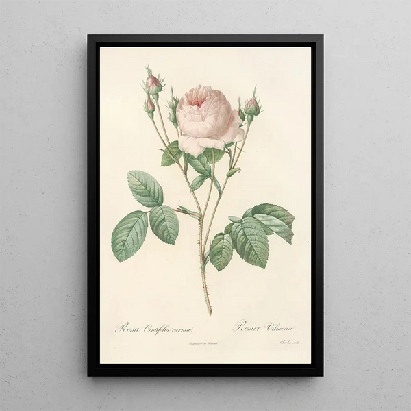 Rosa Centifolia Carnea - Pierre Joseph Redouté — kehystetty taideteos seinällä