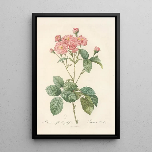 Rosa Centifolia Caryophyllea - Pierre Joseph Redouté — kehystetty taideteos seinällä
